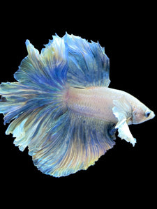 Male Rosetail - Pastel Dumbo #1823 - Live Betta Fish