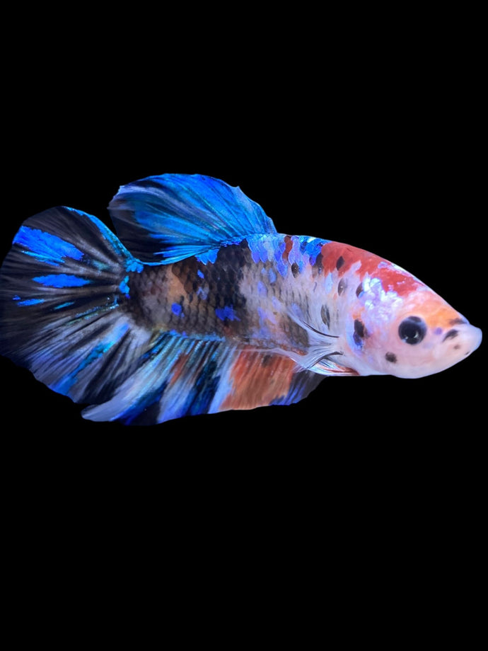 Male Halfmoon Plakat - Galaxy #1824 - Live Betta Fish