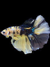 Load image into Gallery viewer, Male Halfmoon - Yellow Galaxy #1825 - Live Betta Fish
