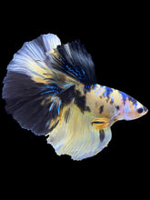 Load image into Gallery viewer, Male Halfmoon - Yellow Galaxy #1825 - Live Betta Fish
