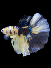 Load image into Gallery viewer, Male Halfmoon - Yellow Galaxy #1825 - Live Betta Fish
