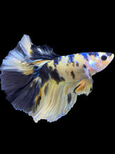 Load image into Gallery viewer, Male Halfmoon - Yellow Galaxy #1825 - Live Betta Fish
