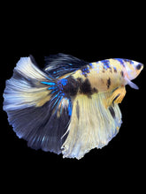 Load image into Gallery viewer, Male Halfmoon - Yellow Galaxy #1825 - Live Betta Fish
