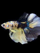 Load image into Gallery viewer, Male Halfmoon - Yellow Galaxy #1825 - Live Betta Fish
