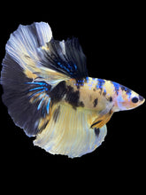 Load image into Gallery viewer, Male Halfmoon - Yellow Galaxy #1825 - Live Betta Fish
