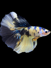 Load image into Gallery viewer, Male Halfmoon - Yellow Galaxy #1825 - Live Betta Fish
