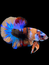 Load image into Gallery viewer, Male Halfmoon Plakat - Multicolor #1826 - Live Betta Fish

