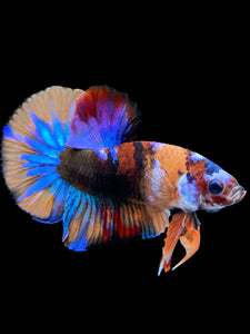 Male Halfmoon Plakat - Multicolor #1826 - Live Betta Fish