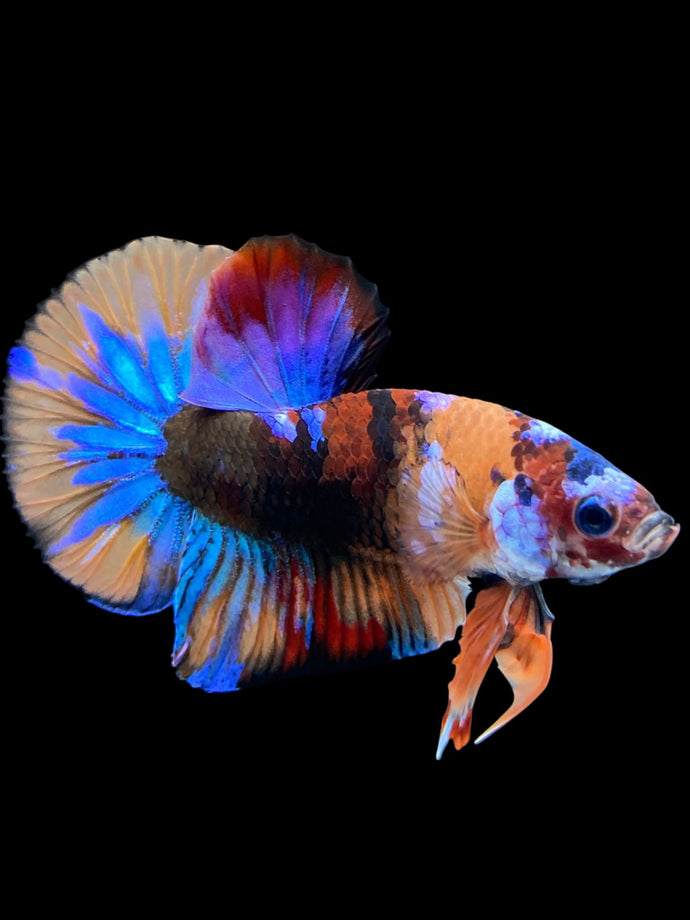 Male Halfmoon Plakat - Multicolor #1826 - Live Betta Fish