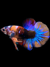 Load image into Gallery viewer, Male Halfmoon Plakat - Multicolor #1826 - Live Betta Fish
