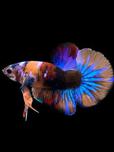 Load image into Gallery viewer, Male Halfmoon Plakat - Multicolor #1826 - Live Betta Fish

