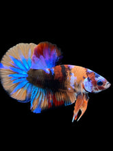 Load image into Gallery viewer, Male Halfmoon Plakat - Multicolor #1826 - Live Betta Fish
