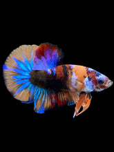 Load image into Gallery viewer, Male Halfmoon Plakat - Multicolor #1826 - Live Betta Fish
