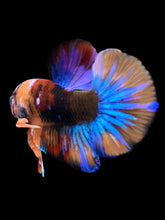 Load image into Gallery viewer, Male Halfmoon Plakat - Multicolor #1826 - Live Betta Fish
