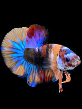 Load image into Gallery viewer, Male Halfmoon Plakat - Multicolor #1826 - Live Betta Fish
