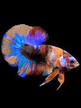 Load image into Gallery viewer, Male Halfmoon Plakat - Multicolor #1826 - Live Betta Fish
