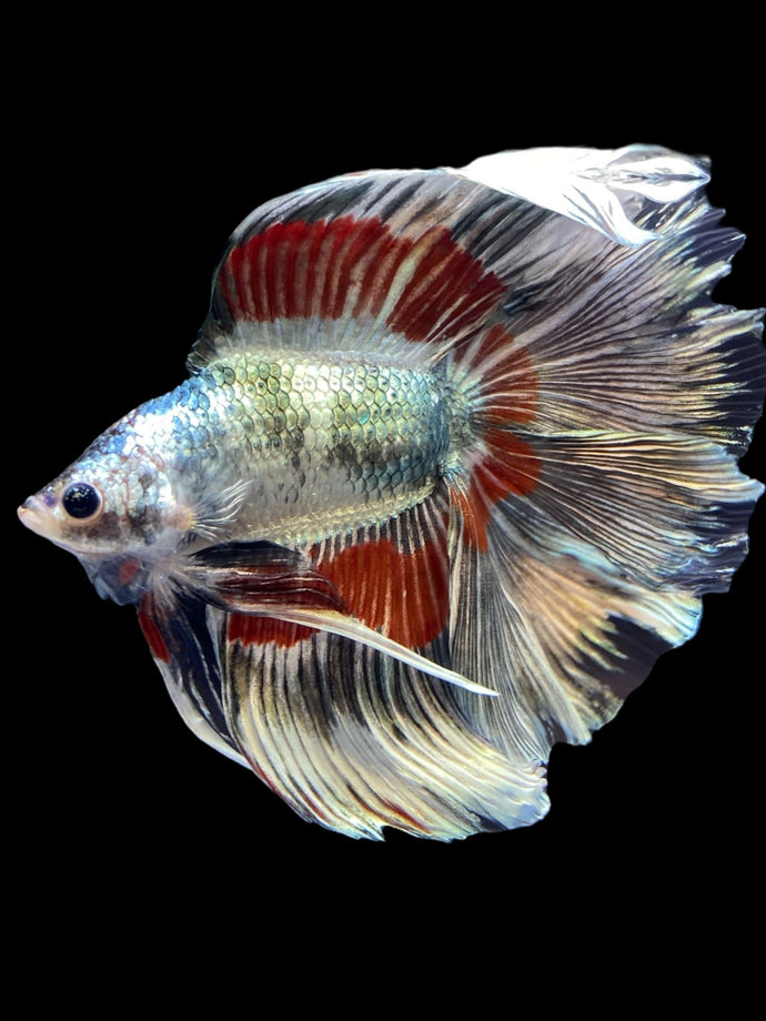 Male Fullmoon - Fancy Copper #1827 - Live Betta Fish