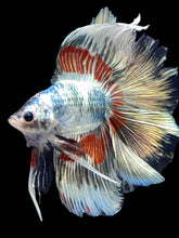 Load image into Gallery viewer, Male Fullmoon - Fancy Copper #1827 - Live Betta Fish
