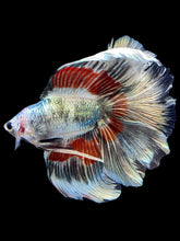 Load image into Gallery viewer, Male Fullmoon - Fancy Copper #1827 - Live Betta Fish
