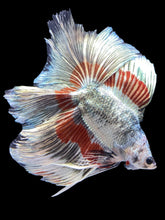 Load image into Gallery viewer, Male Fullmoon - Fancy Copper #1827 - Live Betta Fish
