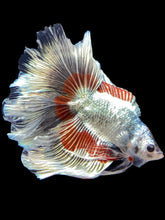 Load image into Gallery viewer, Male Fullmoon - Fancy Copper #1827 - Live Betta Fish
