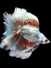 Load image into Gallery viewer, Male Fullmoon - Fancy Copper #1827 - Live Betta Fish
