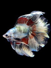 Load image into Gallery viewer, Male Fullmoon - Fancy Copper #1827 - Live Betta Fish

