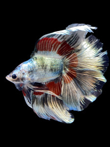 Male Fullmoon - Fancy Copper #1827 - Live Betta Fish