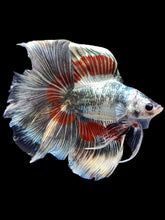 Load image into Gallery viewer, Male Fullmoon - Fancy Copper #1827 - Live Betta Fish
