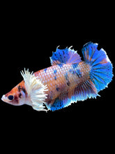 Load image into Gallery viewer, Female Halfmoon Plakat - Candy Dumbo #1828 - Live Betta Fish
