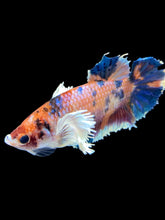 Load image into Gallery viewer, Female Halfmoon Plakat - Candy Dumbo #1828 - Live Betta Fish
