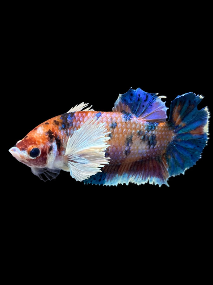 Female Halfmoon Plakat - Candy Dumbo #1828 - Live Betta Fish