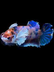 Female Halfmoon Plakat - Candy Dumbo #1828 - Live Betta Fish