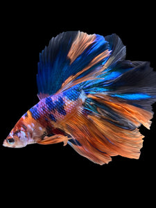 Male Rosetail - Multicolor #1829 - Live Betta Fish