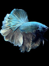 Load image into Gallery viewer, Male Rosetail - Copper #1829 - Live Betta Fish
