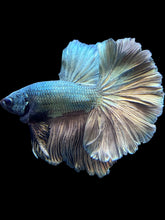 Load image into Gallery viewer, Male Rosetail - Copper #1829 - Live Betta Fish
