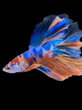 Load image into Gallery viewer, Male Rosetail - Multicolor #1829 - Live Betta Fish
