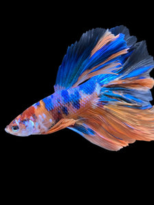 Male Rosetail - Multicolor #1829 - Live Betta Fish