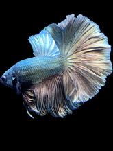 Load image into Gallery viewer, Male Rosetail - Copper #1829 - Live Betta Fish

