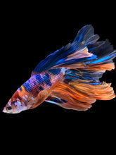 Load image into Gallery viewer, Male Rosetail - Multicolor #1829 - Live Betta Fish
