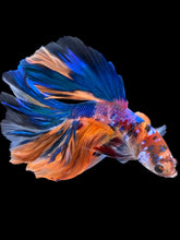 Load image into Gallery viewer, Male Rosetail - Multicolor #1829 - Live Betta Fish
