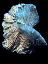 Load image into Gallery viewer, Male Rosetail - Copper #1829 - Live Betta Fish
