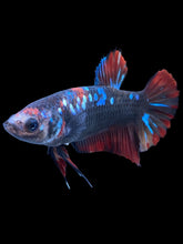 Load image into Gallery viewer, GIANT Female Halfmoon Plakat - Avatar #1830 Live Betta Fish
