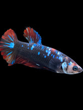 Load image into Gallery viewer, GIANT Female Halfmoon Plakat - Avatar #1830 Live Betta Fish
