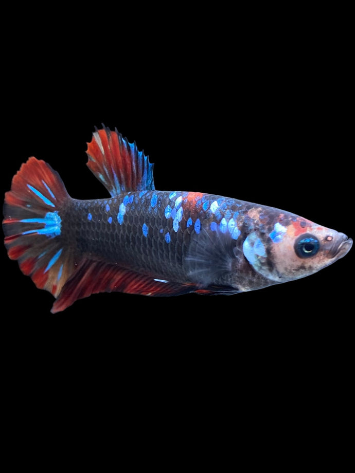 GIANT Female Halfmoon Plakat - Avatar #1830 Live Betta Fish
