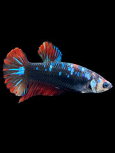 Load image into Gallery viewer, GIANT Female Halfmoon Plakat - Avatar #1830 Live Betta Fish
