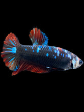 Load image into Gallery viewer, GIANT Female Halfmoon Plakat - Avatar #1830 Live Betta Fish
