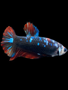 GIANT Female Halfmoon Plakat - Avatar #1830 Live Betta Fish
