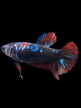 Load image into Gallery viewer, GIANT Female Halfmoon Plakat - Avatar #1830 Live Betta Fish
