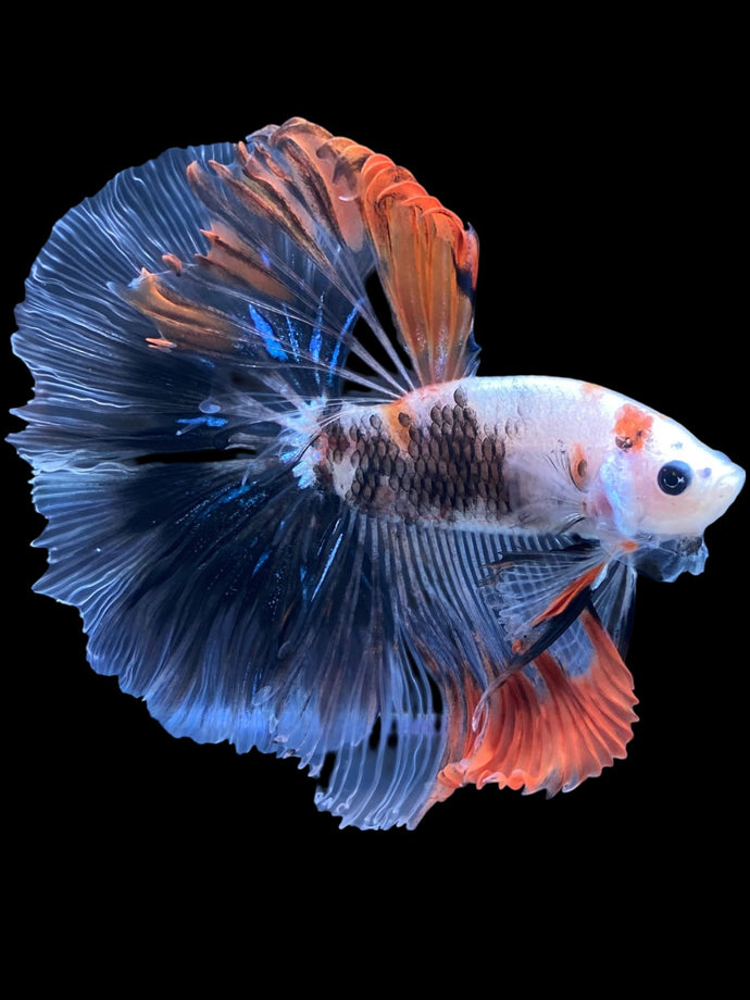 Male Halfmoon - Tancho #1831 - Live Betta Fish